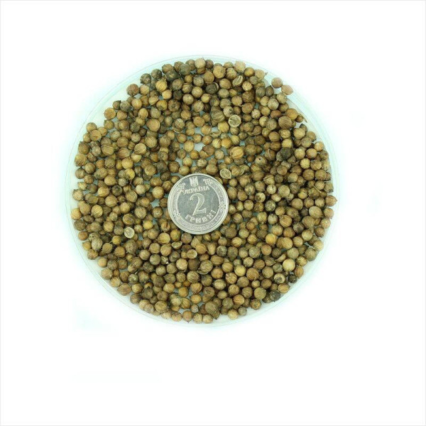 Coriander seeds «Jubilee»