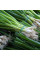 Onion seeds «Spring»