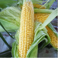 Corn seeds «Sweet gold»