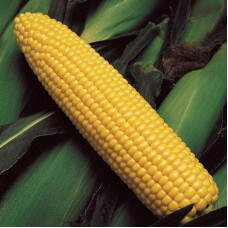 Corn seeds «Fiable 330» F1