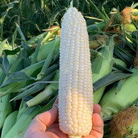 Corn seeds «May honey»