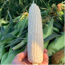 Corn seeds «May honey»