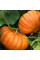 Pumpkin seeds «Candy»