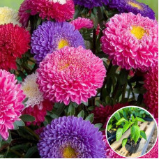 Насіння айстри «Баронеса суміш»