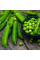 Pea seeds «Sugar Bonn»