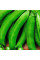 Pea seeds «Sugar Bonn»