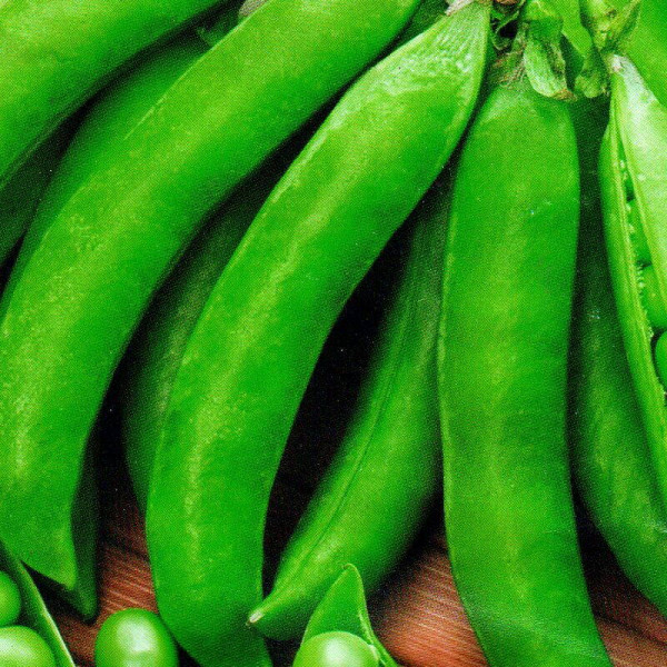Pea seeds «Sugar Bonn»