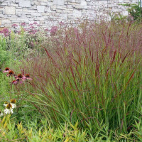 Switchgrass seeds