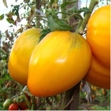Tomato seeds «Bull's heart is golden»