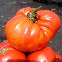 Tomato seeds «Sugar Giant»