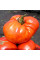 Tomato seeds «Sugar Giant»