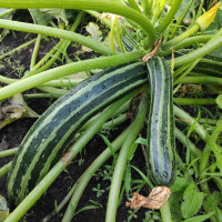 Squash seeds «Italian striped»