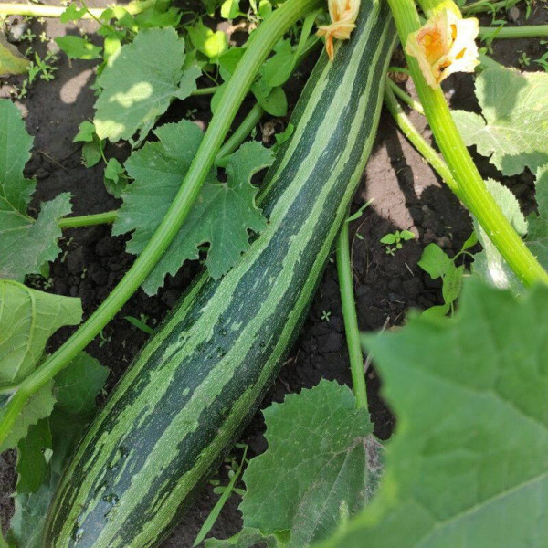 Squash seeds «Italian striped»