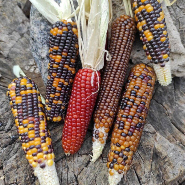 Corn seeds «Miniature rainbow» (mix)