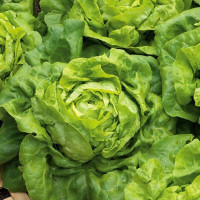 Salad seeds «Evelina»