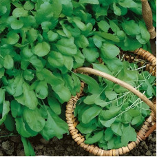 Salad seeds «Broadleaf»