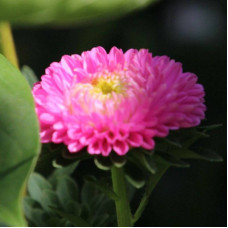 Aster seeds «Cameo»