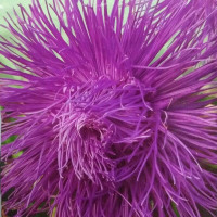 Aster seeds «Parsifal»