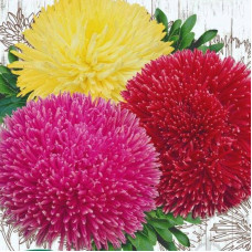 Aster seeds «Artistic mix»