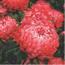 Aster seeds «Roter turm»