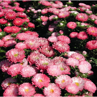 Aster seeds «Contraster»