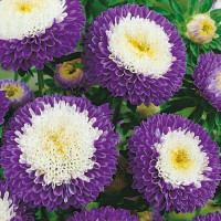 Aster seeds «Blue Moon»
