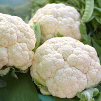 Cauliflower seeds «Rober»