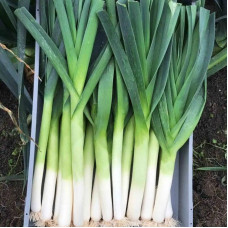 Leek seeds «Karantansky»