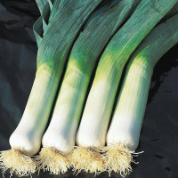 Leek seeds «Autumn giant»
