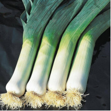 Leek seeds «Autumn giant»