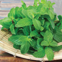 Mint seeds «Golden Jubilee»