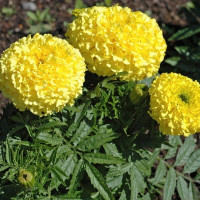 Marigold seeds «Moonlight»