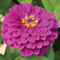 Zinnia seeds «Purple Queen»