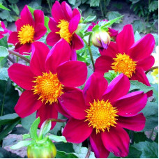 Dahlia seeds «Purple ribbon»