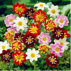 Dahlia seeds «Dandy»