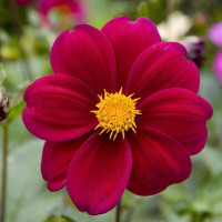 Dahlia seeds «Red ribbon»