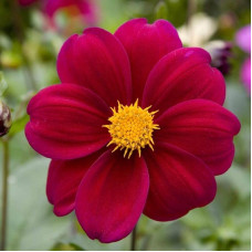 Dahlia seeds «Red ribbon»
