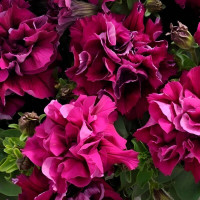 Petunia seeds «Duo burgundy» F1