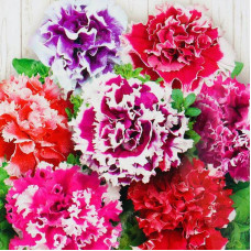 Petunia seeds «Pirouette mix» F1