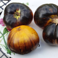 Tomato seeds «Purple Sunrise»
