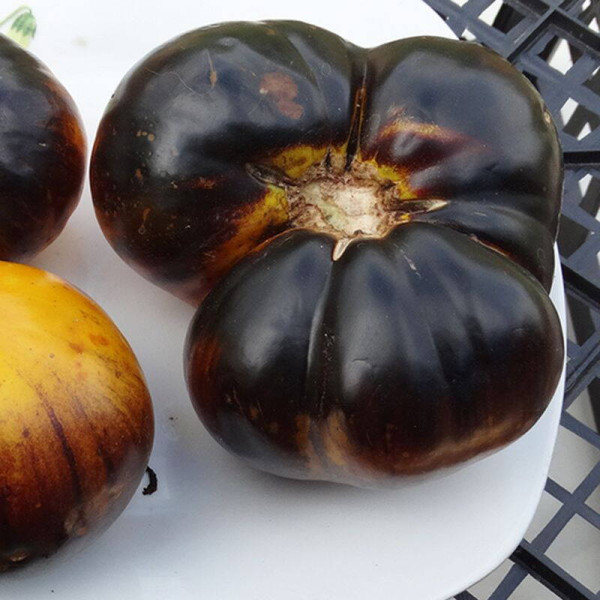 Tomato seeds «Purple Sunrise»
