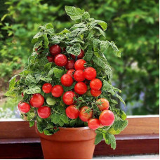 Tomato seeds «Balcony miracle red»