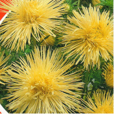 Aster seeds «Goldstrahl»