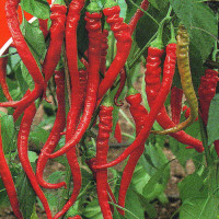 Hot pepper seeds «Rokita»
