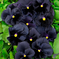 Viola seeds «Black king»