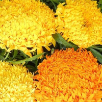 Насіння чорнобривців «Фантастик» (суміш)