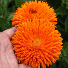 Calendula seeds «Radio»