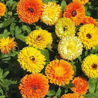 Calendula seeds «Fiesta»