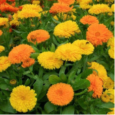 Calendula seeds «Mix»