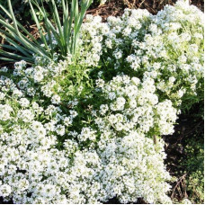 Alyssum seeds «Snow carpet»
